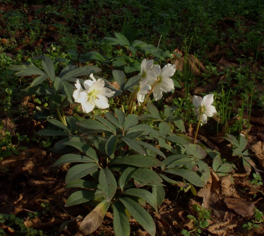 Helleborus niger (Ranunculaceae)